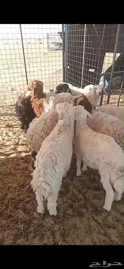 رخل للبيع السن جذعه 0