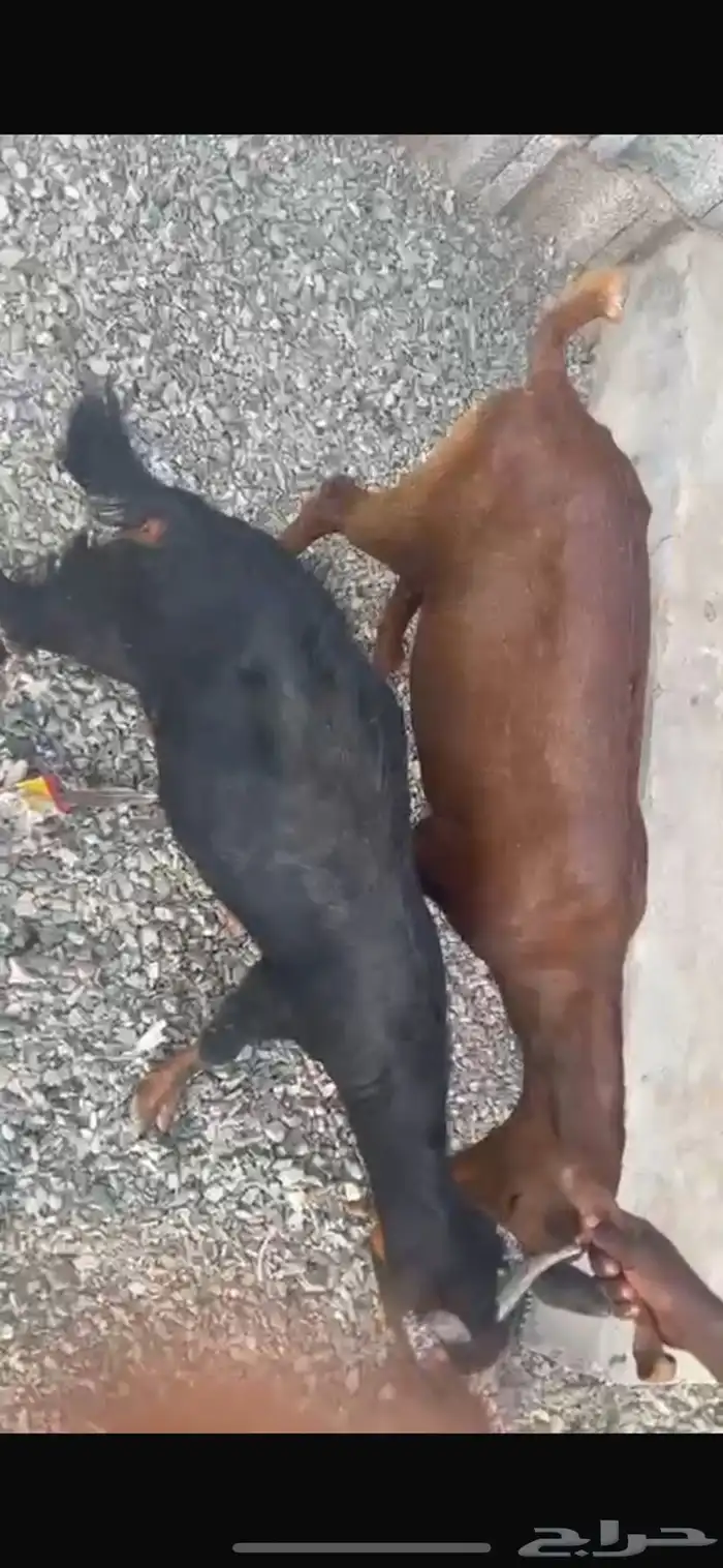 خرفان سواكني جذعان مرباه 1