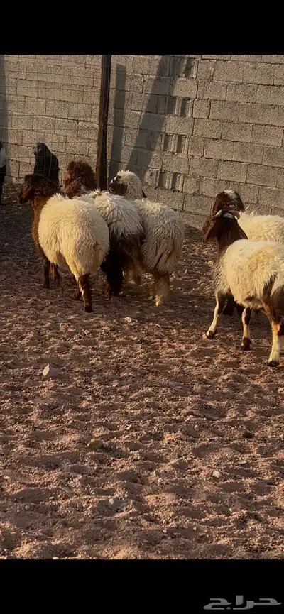 نعيمي للبيع 0