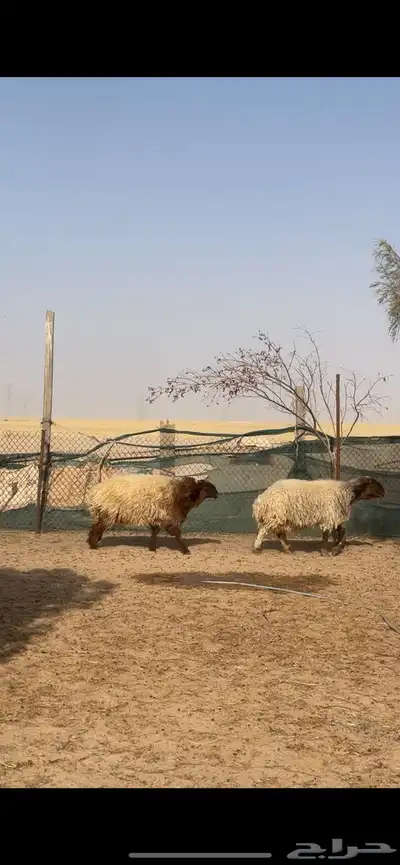غنم نعيم صنف بفحلها 4