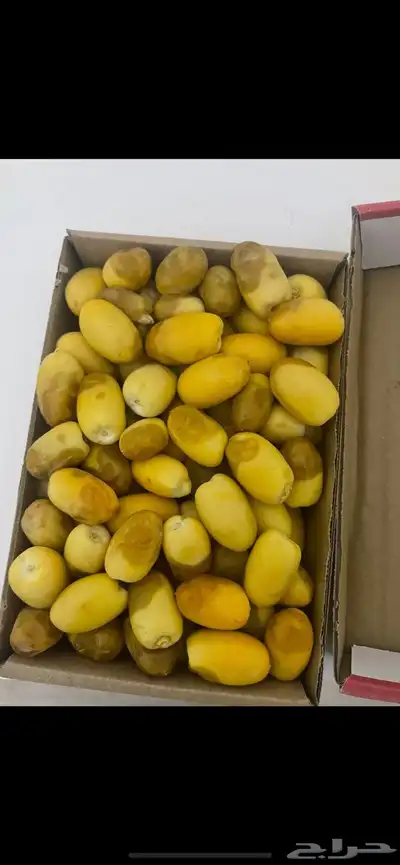 للبيع رطب إخلاص الخرج بسعر الجملة ب 5 ريال الموقع العفجه 0