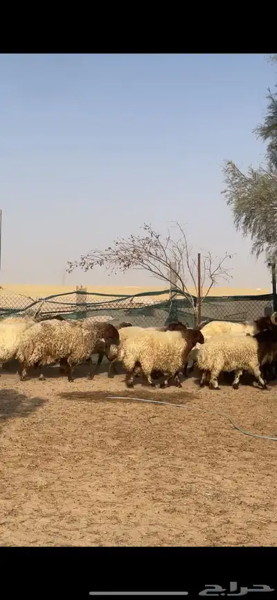 غنم نعيم صنف بفحلها 5