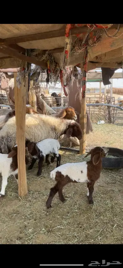غنم نعيم صنف بفحلها 36