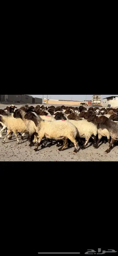 غنم نعيم مراح شرط الدفيع 11