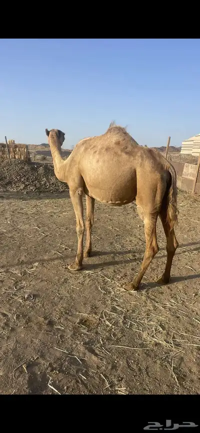 ملاقي تلد منيحه طيبه الحد 6500 3