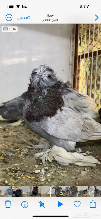 حمام بخاره 9