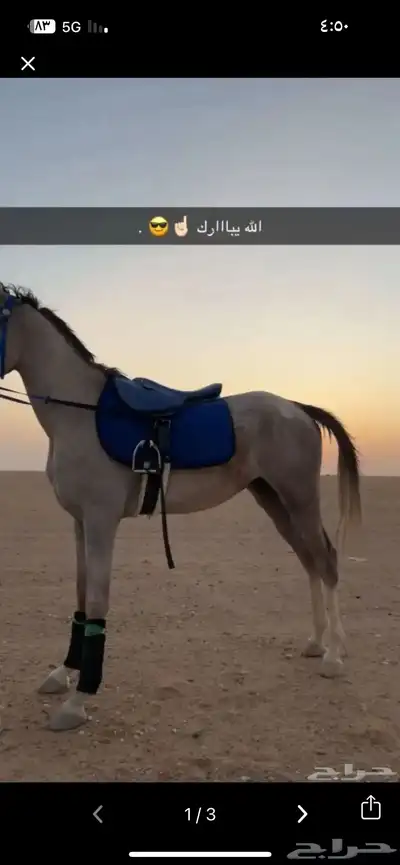 حصاني شعبي للبيع 1
