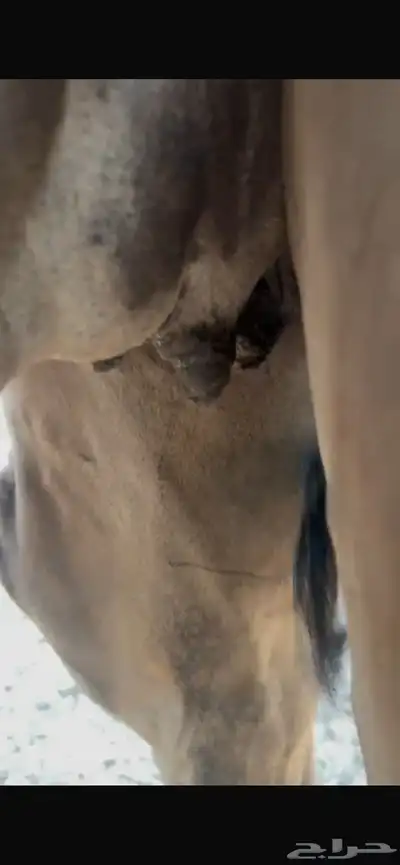 بكره ساحليه ملاقي للبيع 2