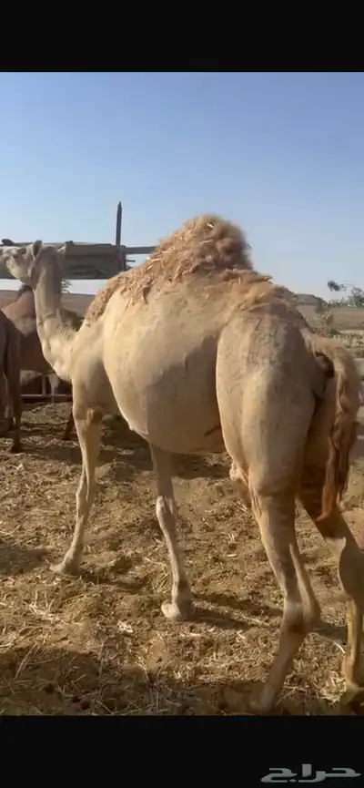 ملاقي بكره طيبه جرم وطول ما شاءالله 0