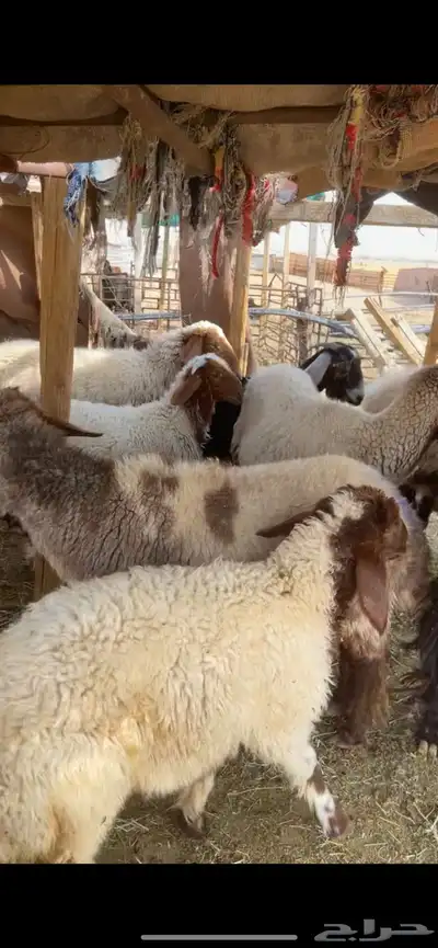 غنم نعيم صنف بفحلها 37