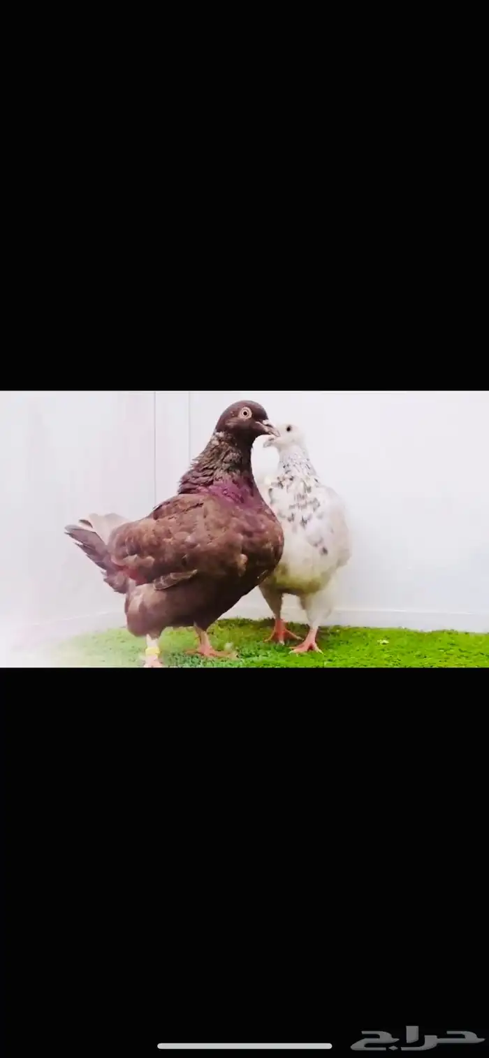 زوج تاكسن top 3