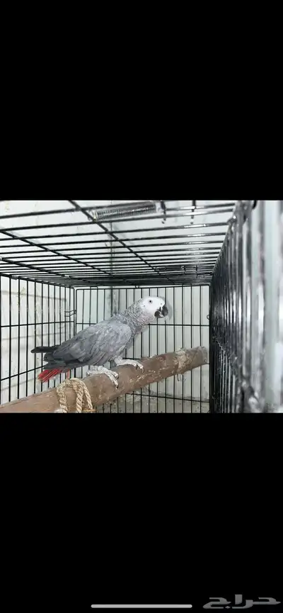 ذكر كاسكو 1