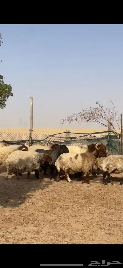 غنم نعيم صنف بفحلها 2