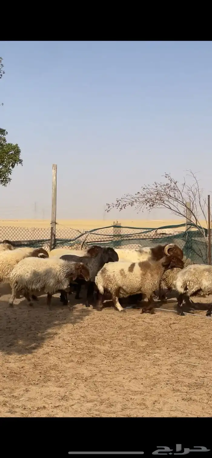 غنم نعيم صنف بفحلها 2