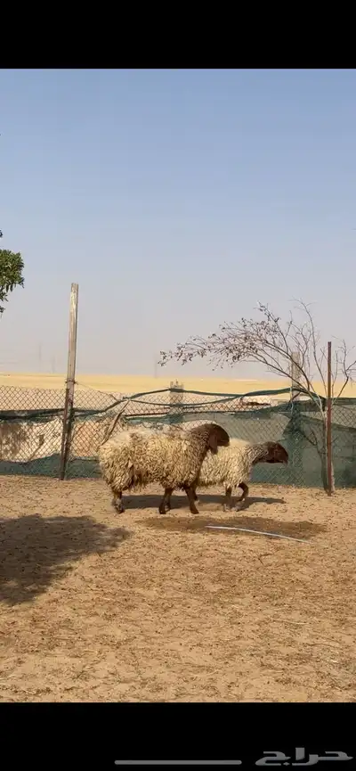 غنم نعيم صنف بفحلها 33
