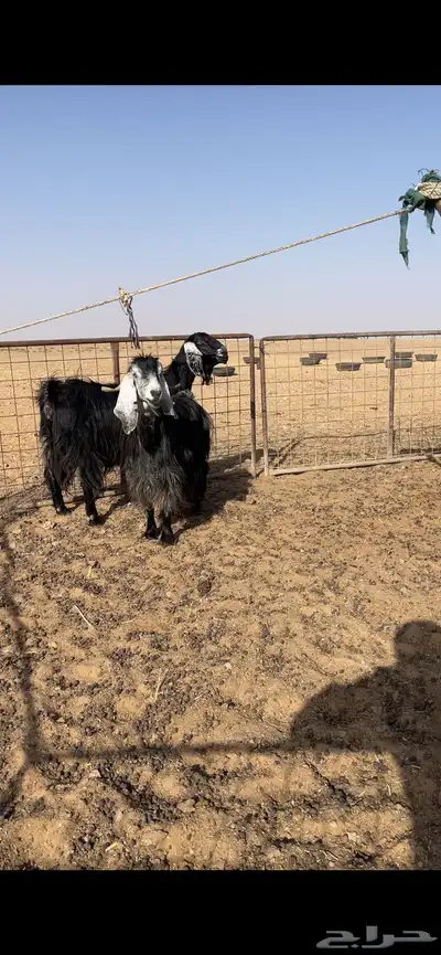 معزا 0