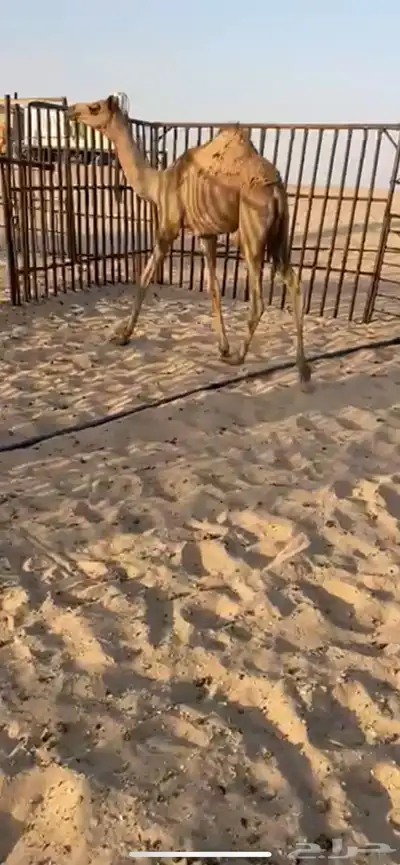 هجن 1