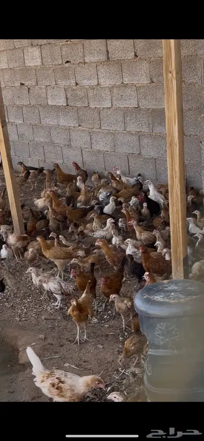 دجاج بلدي جملة الحبة 5 ريال عرض لكامل الكمية 0