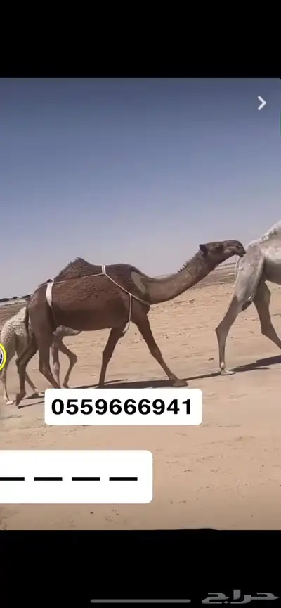 خفوت ثنو 0