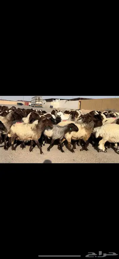 غنم نعيم مراح شرط الدفيع 4