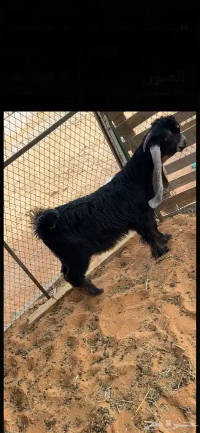 لاهل النوادر تيس صعب 0