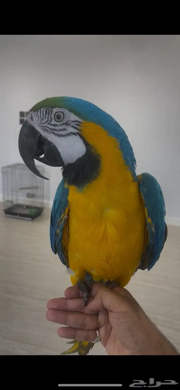 مكاو بلو اند قولد اليف ومتكلم ( تم البيع ) 6