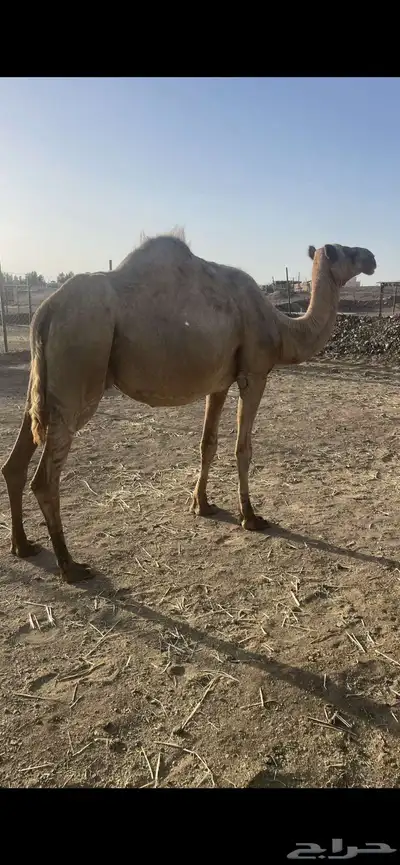 ملاقي تلد منيحه طيبه الحد 6500 4