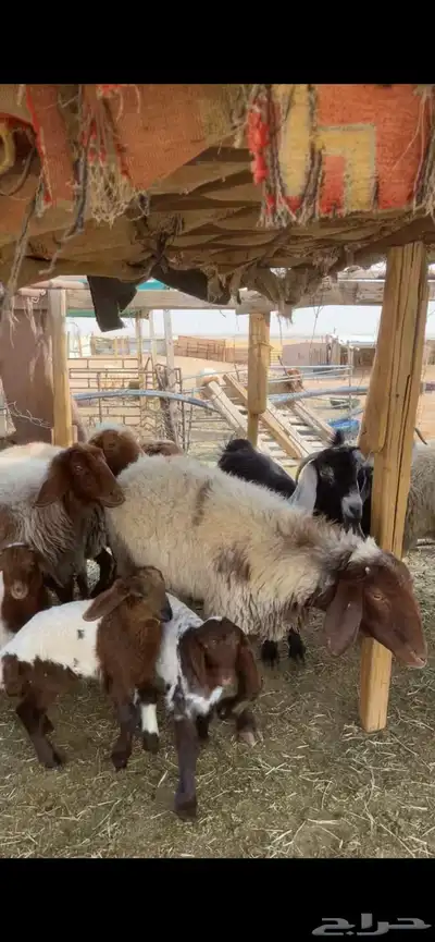 غنم نعيم صنف بفحلها 35