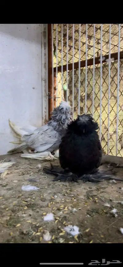 حمام بخاره 5