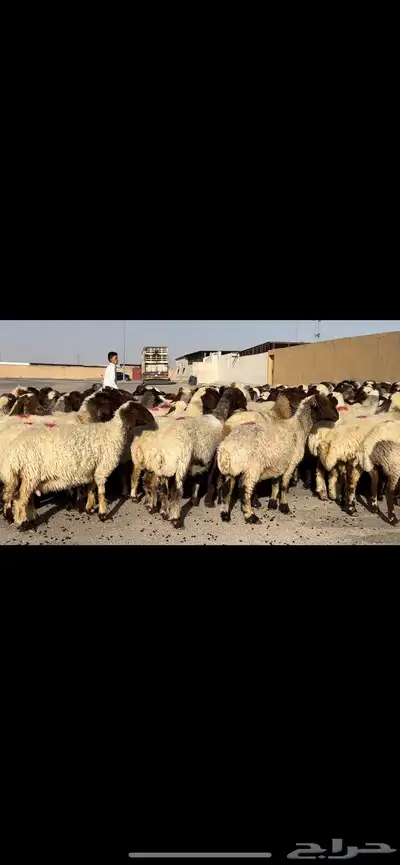 غنم نعيم مراح شرط الدفيع 7