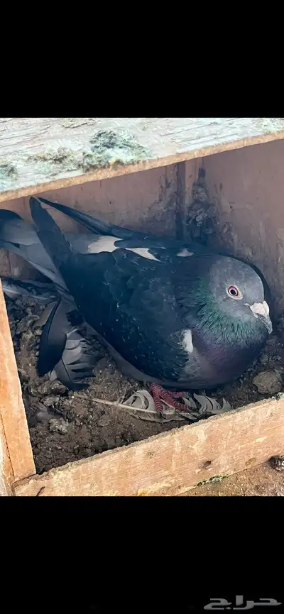 زوج زاجل سباق 2