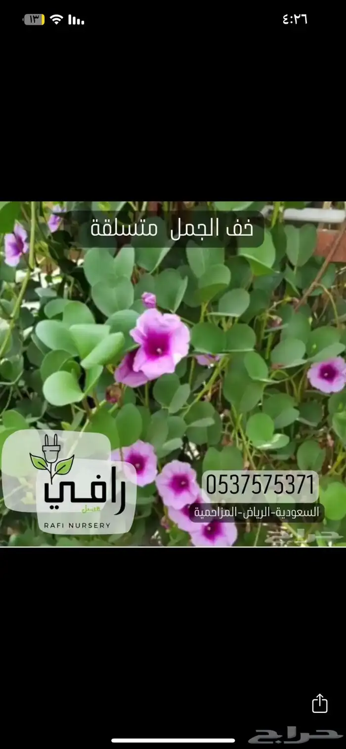 شتلات مغطيات التربة ومتسلقات تبدا من 85هلله 4