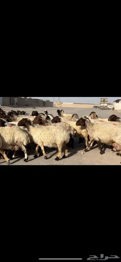 غنم نعيم مراح شرط الدفيع 0
