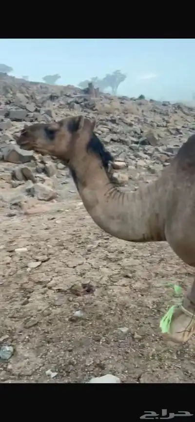 بكره ساحليه ملاقي للبيع 3