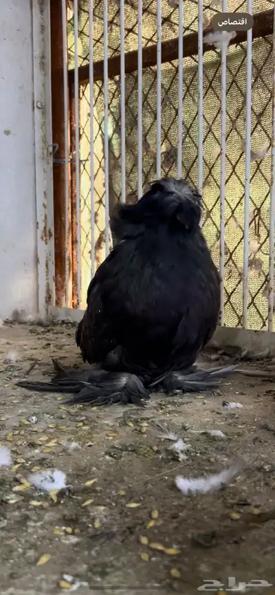 حمام بخاره 3
