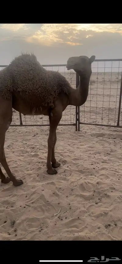 بكره شعلا 0