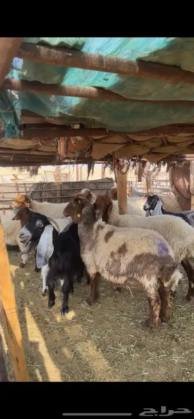غنم نعيم صنف بفحلها 38