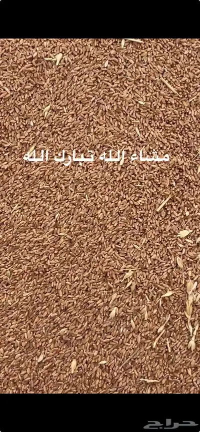 قمح معيه بدون كيماوي 0