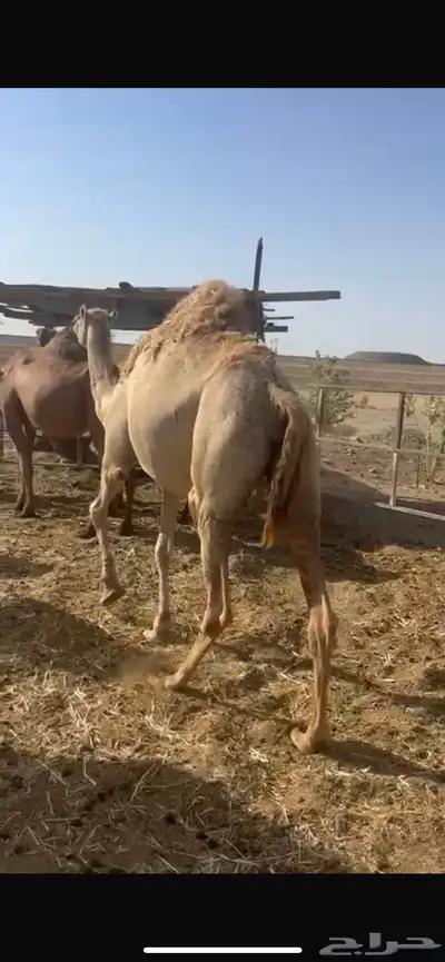 ملاقي بكره طيبه جرم وطول ما شاءالله 3