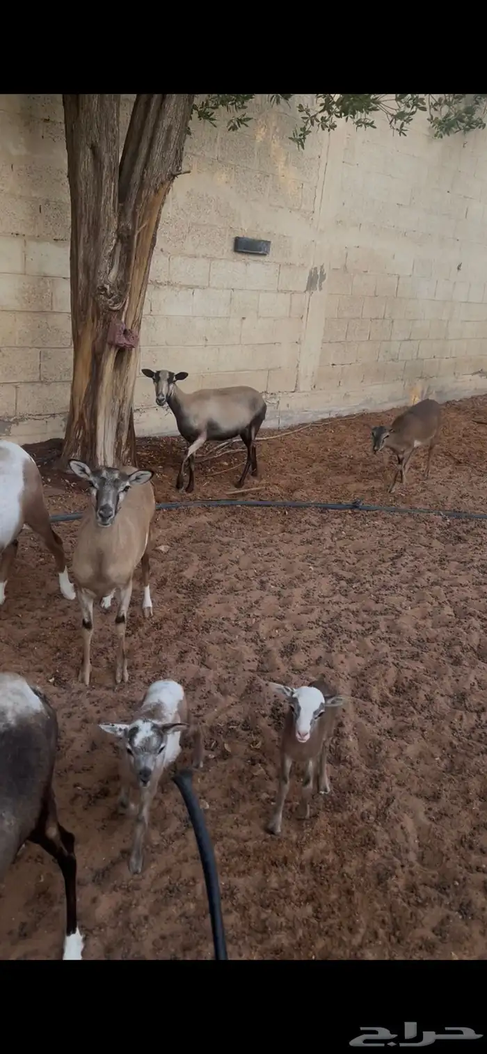 وعل 3
