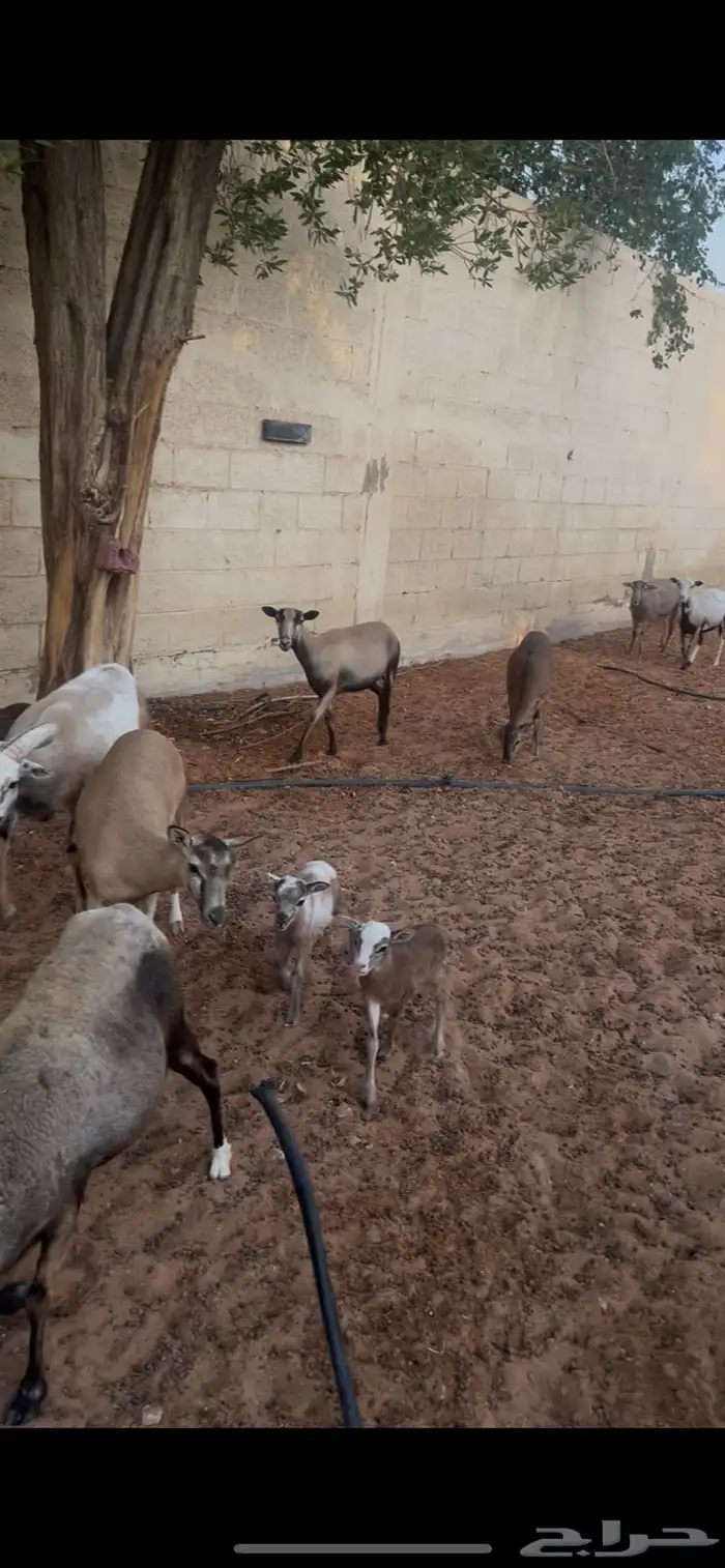 وعل 6