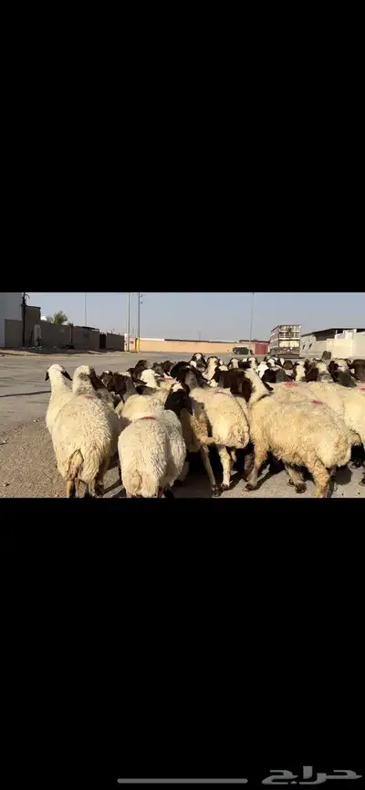 غنم نعيم مراح شرط الدفيع 1