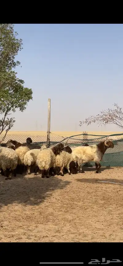 غنم نعيم صنف بفحلها 0
