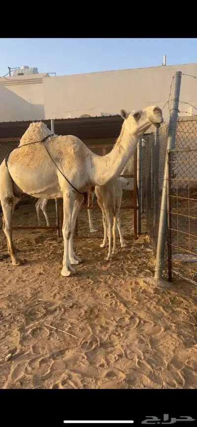 ضريبه وضحا منتج 2