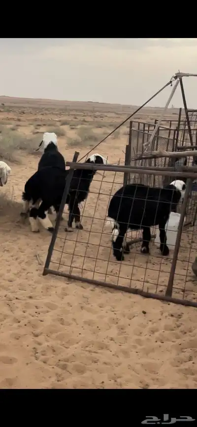 خرفان نجد 9