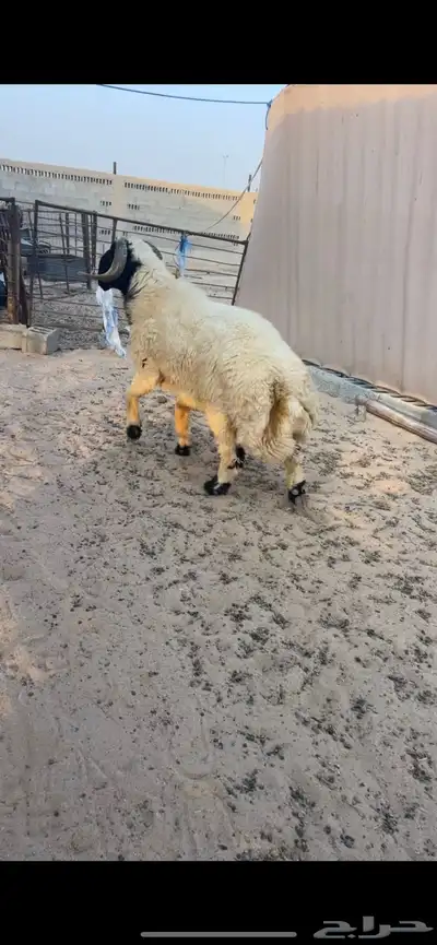 خروف نعيمي شرط القريع 0