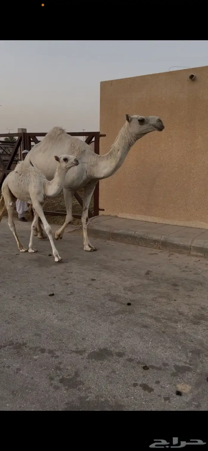 للبيع خلفه شعلا و خلفه وضحى 1