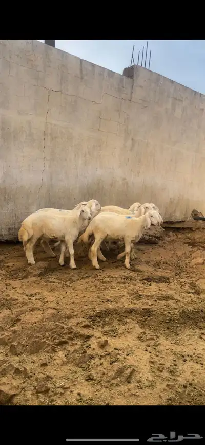 8خرفان للبيع العمر من 4 إلى 5 شهور 0