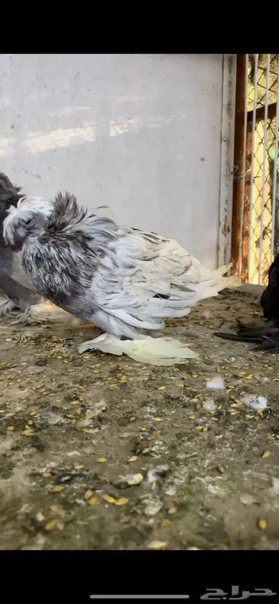 حمام بخاره 6