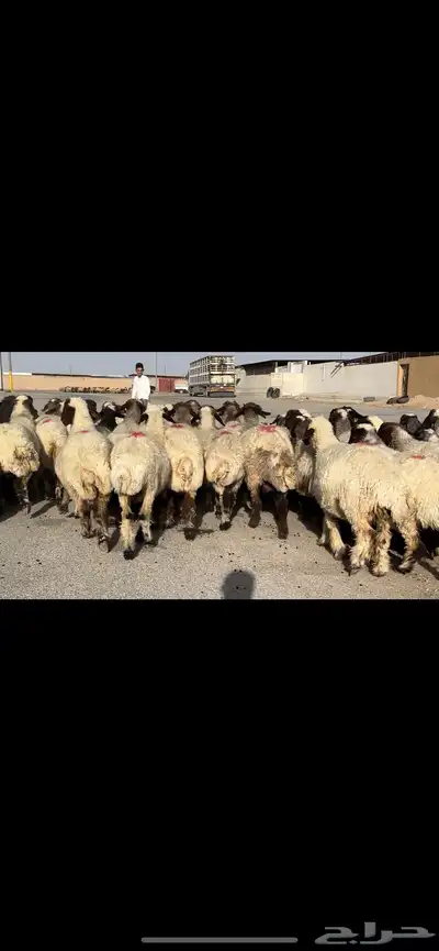 غنم نعيم مراح شرط الدفيع 9